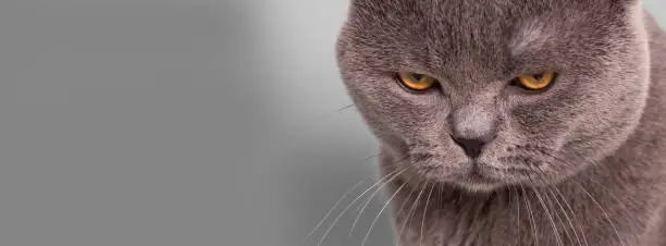 gray british cat with offended, angry, depressive mood on a gray background, banner, close-up, copy space