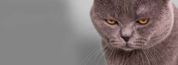 gato britânico cinza com o humor ofendido, irritado, depressivo em um fundo cinza, banner, close-up, espaço de cópia - meme - fotografias e filmes do acervo