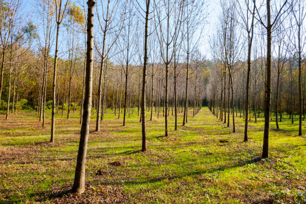 baumreihen zur wiederaufforstung gepflanzt - planting tree poplar tree forest stock-fotos und bilder