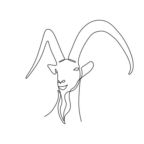 Ibex head Ibex head in continuous line art drawing style. Capricorn minimalist black linear sketch isolated on white background. Vector illustration ibex stock illustrations
