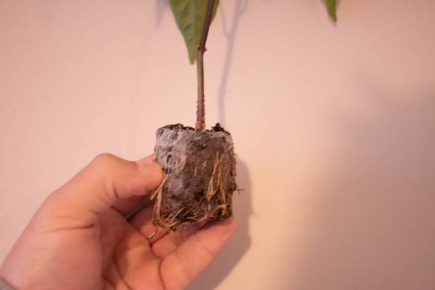 istock Transplanting a pepper plant 1219181242