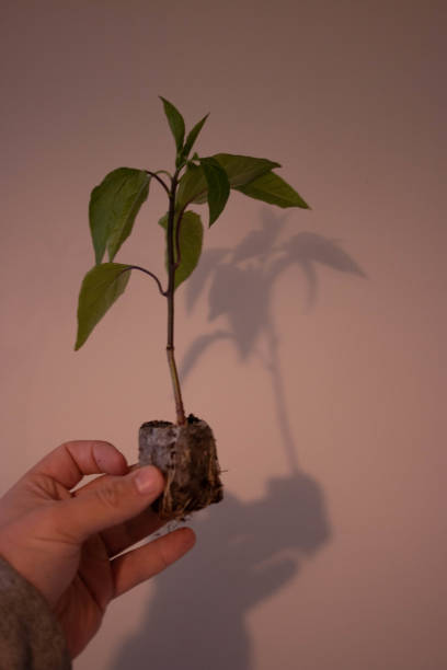 istock Transplanting a pepper plant 1219181244
