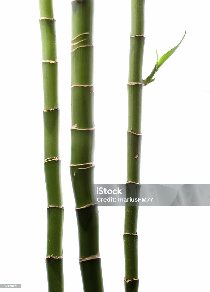 bamboo  Bamboo - Material Stock Photo