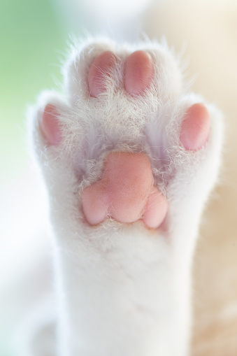 closeup of cat white paw,