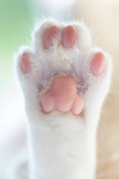 cat paw close up stock photo