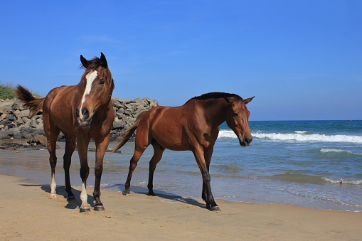 On the beaches of Peru there are many horses to ride for a small fee.