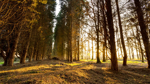 istock Sun setting in a small wood of fir trees 1219183242