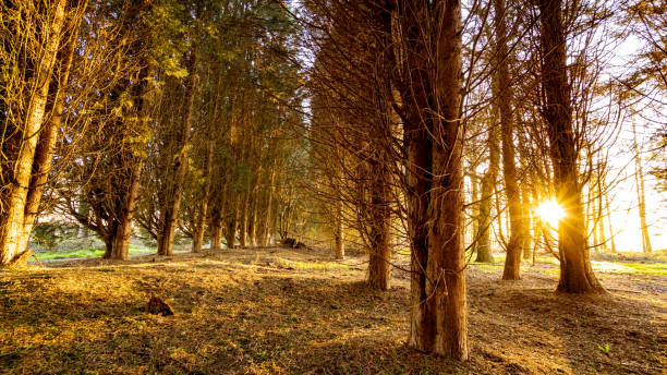 istock Setting sun shot in a small wood with sun between two trunks 1219183395