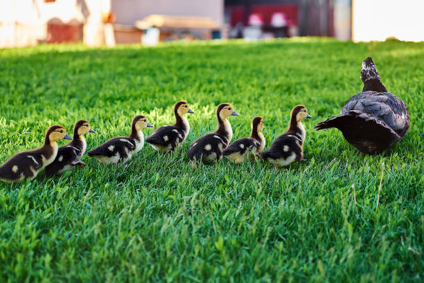 istock Wild duck with ducklings relax on grass 1219183665