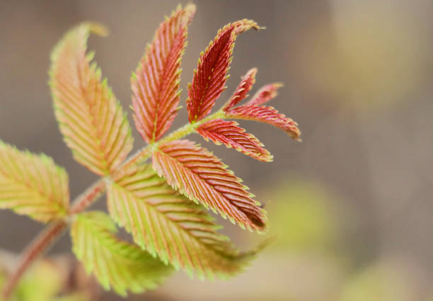Blossoming leaves on a bush of an ornamental plant Sorbaria sorbifolia,  in early spring, macro photo.