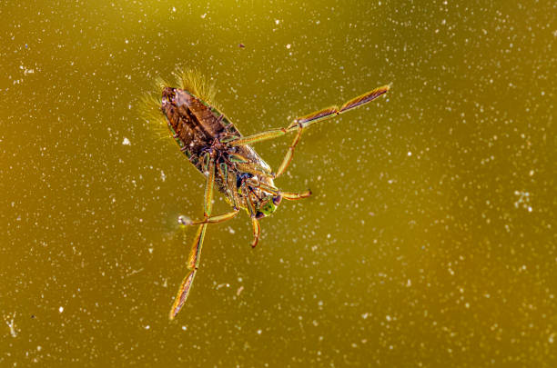 1,428 Water Boatman Stock Photos, Pictures & Royalty-Free Images - iStock