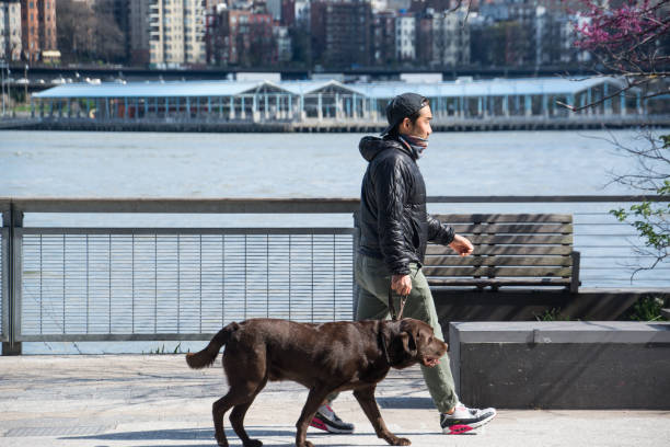マスクを持つ男 の散歩犬 - covid-19 パンデミック - 2603 ストックフォトと画像
