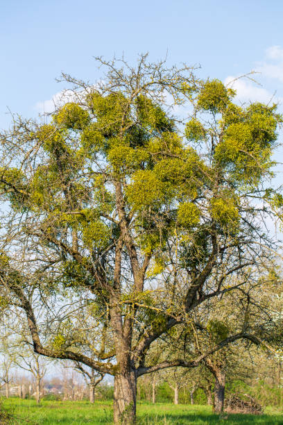 Mistletoe plants on an old apple tree