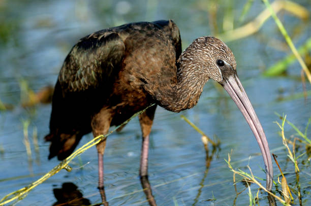 глянцевый ибис, несовершеннолетний - glossy ibis стоковые фото и изображения