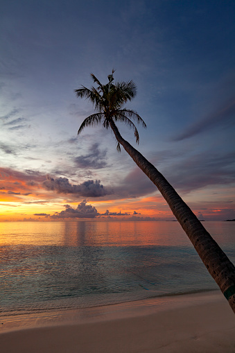 lonely tropical palm tree at sunset, maldives islands, indian ocean.