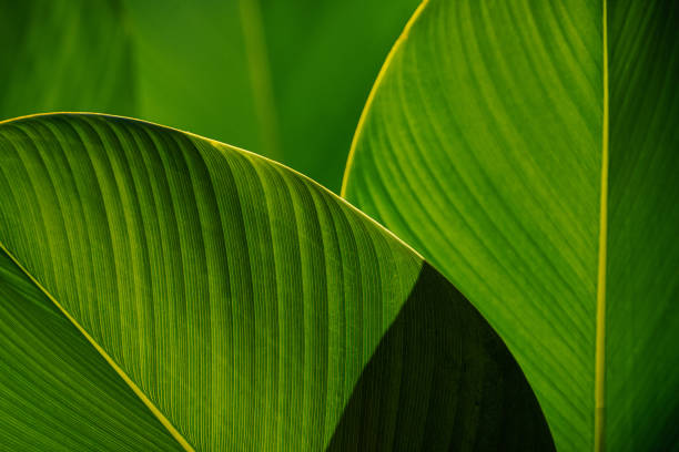 istock Beautiful Green leaves pattern background and wallpaper. 1219188452