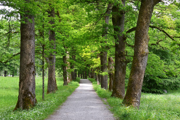 istock picturesque oak alley in spring 1219188599