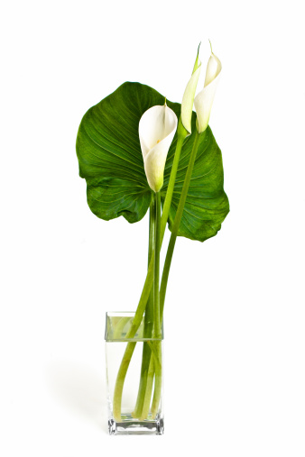 Lotus Green Leaves with Blooming White Flower  Isolated on White Background