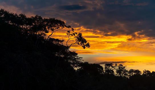 Panorama of an Amazon rainforest sunset with the silhouette of the tree canopy, Yasuni national park, Ecuador.