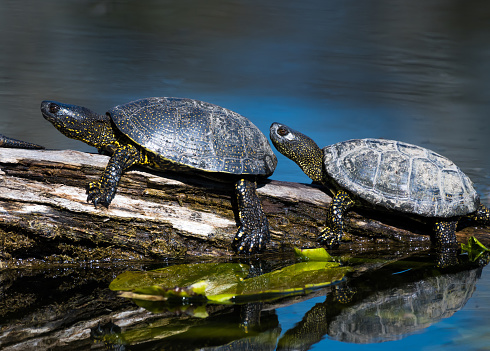 Group of sunbathing Yellow-bellied Slider turtles on the lake shore. Yellow-bellied Slider is one of the three subspecies of Pond Sliders.