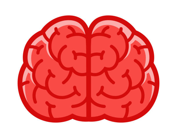 Brain Front View Illustrations, Royalty-Free Vector Graphics & Clip Art -  iStock