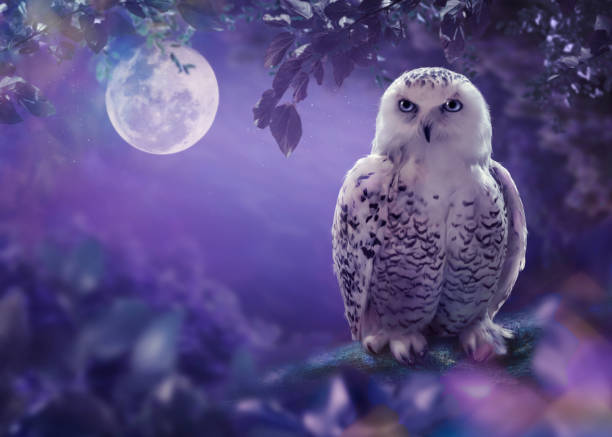 The white owl The white owl in the night witch photos stock pictures, royalty-free photos & images