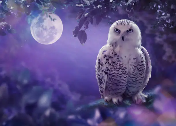 The white owl in the night