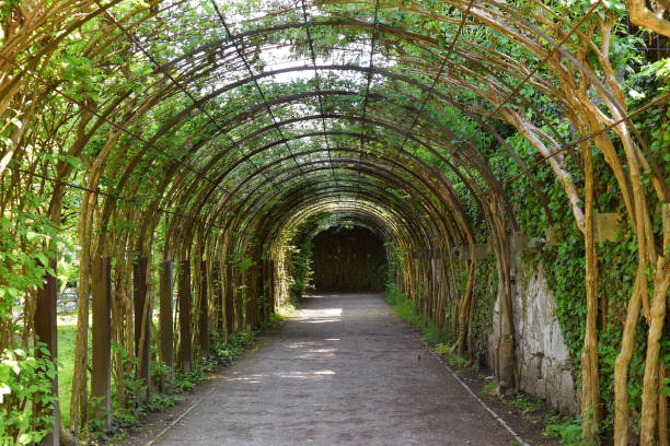 istock green tunnel, scenic area in the park 1219189901