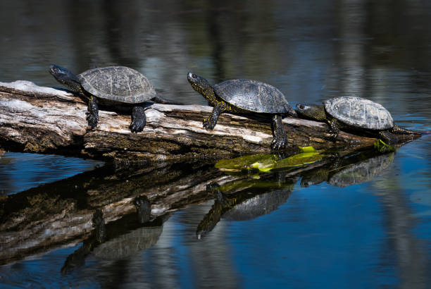Group Of European Pond Terrapin Water Turtles Sunbathing On A Tree In The Danube Wetland National Park in Austria stock photo