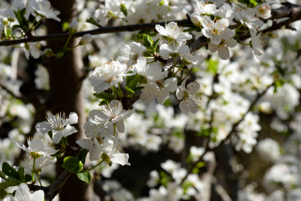 istock White spring flowers embellishing the trees revived in April 1219190143