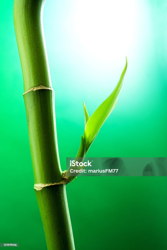 Bambus - Lizenzfrei Ast - Pflanzenbestandteil Stock-Foto