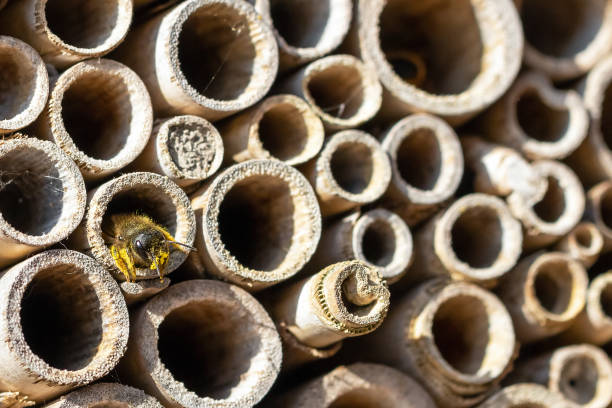 osmia bicornis bee or red mason bee with yellow pollen on his/her body - bicornis imagens e fotografias de stock