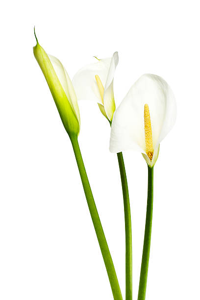 calla lilies-serie, con trazado de recorte - alcatraz flor fotografías e imágenes de stock