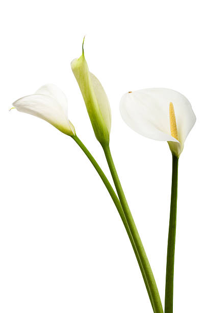 Elegant white calla lilies in soft focus  delicate and romantic floral composition