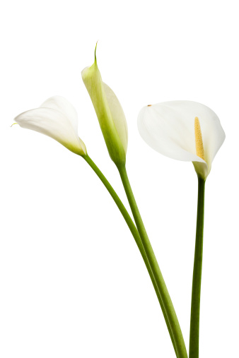 Isolated Calla Lilies