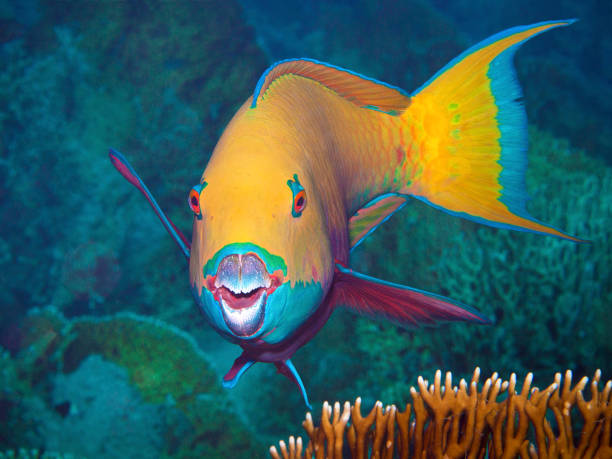 este pez loro le pide al fotógrafo submarino un retrato. tomé esta foto durante una inmersión en el mar rojo del norte en egipto. - nature macro reef animal fotografías e imágenes de stock