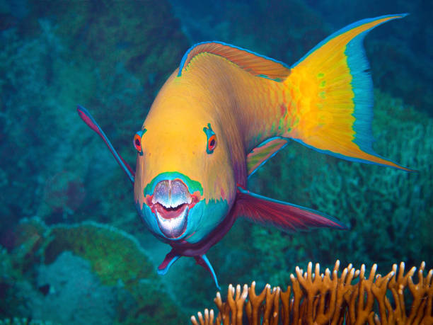 este papagaio pede ao fotógrafo subaquático um retrato. tirei esta foto durante um mergulho no mar vermelho do norte, no egito. - nature macro reef animal - fotografias e filmes do acervo