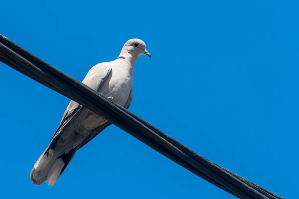 istock collared dove on the electric cable 1219192208
