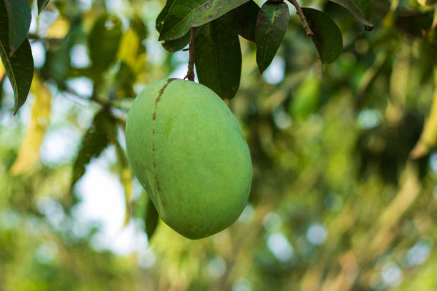 a green mango hanging on tree in mango garden - 2586 imagens e fotografias de stock