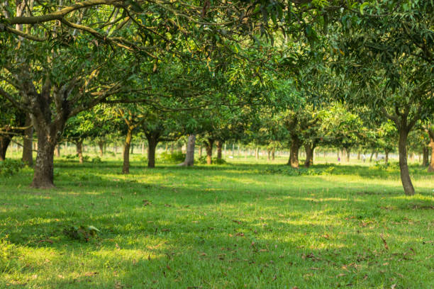 sehr großer mangogarten in bangladesch - 2589 stock-fotos und bilder