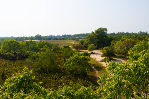 istock Narrow Road inside Sundarbans Forest 1219192652