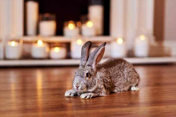 istock Beautiful grey rabbit chinchilla breed poses indoors 1219192721