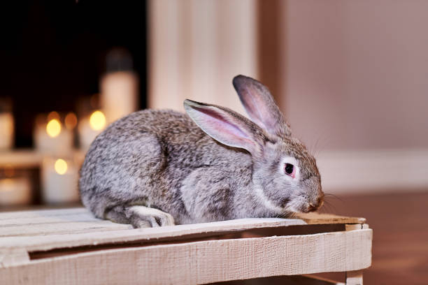 istock Bunny grey rabbit breed poses indoors 1219192725