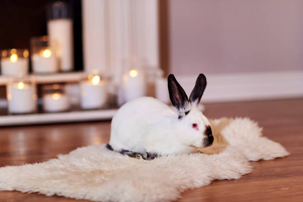 istock Beautiful californian rabbit poses indoors 1219192741