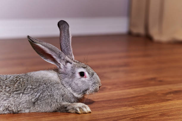 istock Cropped image of a beautiful grey rabbit chinchilla breed. 1219192742