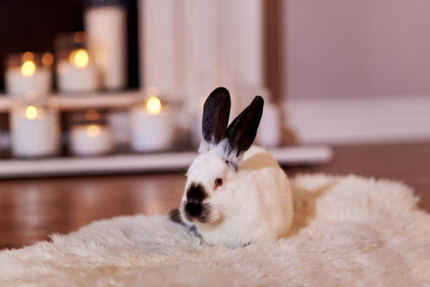 istock Bunny alifornian rabbit breed poses indoors 1219192743