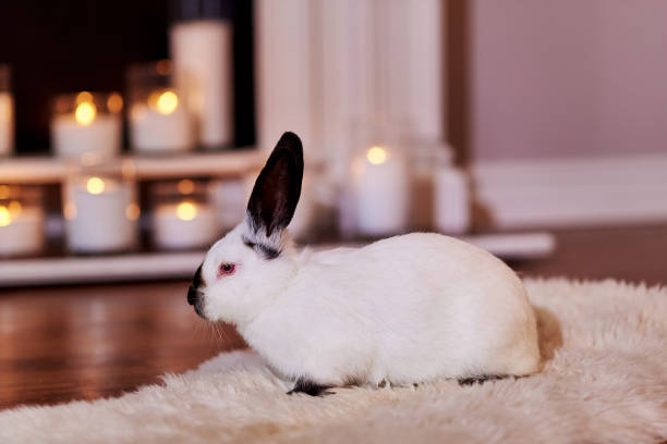 istock Cute little alifornian rabbit sits indoors 1219192747