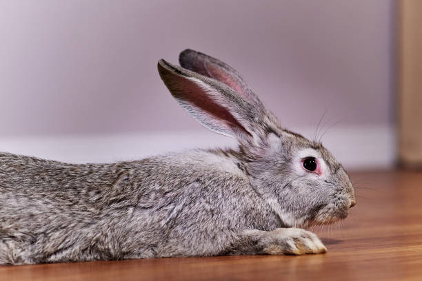 istock Cropped image of a beautiful grey rabbit chinchilla breed 1219192770