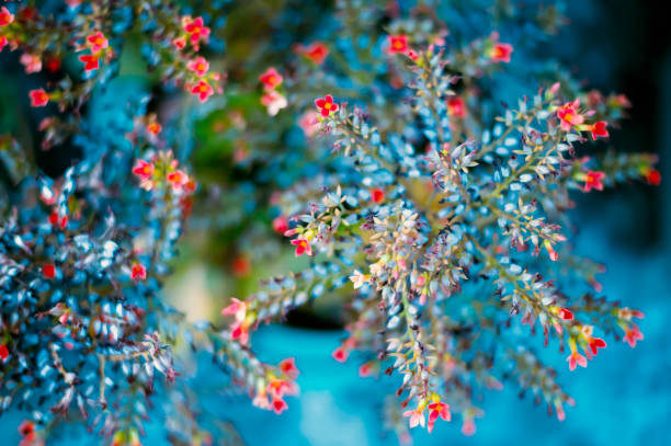 Little red flower from my garden, selective focus on flowers