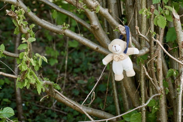 Teddy bear on the tree in the forest